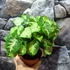 Kép 4/6 - Syngonium Pixie