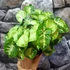 Kép 5/6 - Syngonium Pixie