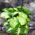 Kép 6/6 - Syngonium Pixie