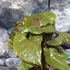 Kép 2/6 - Syngonium podophyllum Brocante