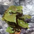 Kép 1/6 - Syngonium podophyllum Brocante