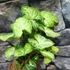 Kép 1/11 - Syngonium 'White Butterfly'