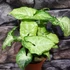 Kép 2/11 - Syngonium 'White Butterfly'