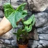Kép 3/9 - Syngonium 'Batik'