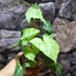Kép 1/9 - Syngonium 'Batik'