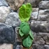 Kép 2/7 - Syngonium 'Frosted Heart'