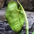 Kép 3/7 - Syngonium 'Frosted Heart'