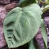 Kép 4/7 - Syngonium 'Frosted Heart'