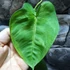 Kép 5/7 - Syngonium 'Frosted Heart'