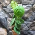 Kép 7/7 - Syngonium 'Frosted Heart'