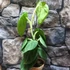 Kép 1/7 - Syngonium 'Frosted Heart'