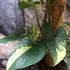 Kép 4/18 - Syngonium podophyllum 'Aurea'