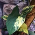 Kép 12/18 - Syngonium podophyllum 'Aurea'