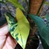 Kép 13/18 - Syngonium podophyllum 'Aurea'
