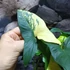 Kép 14/18 - Syngonium podophyllum 'Aurea'