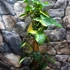 Kép 2/18 - Syngonium podophyllum 'Aurea'