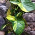 Kép 15/18 - Syngonium podophyllum 'Aurea'