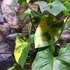 Kép 16/18 - Syngonium podophyllum 'Aurea'
