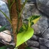 Kép 17/18 - Syngonium podophyllum 'Aurea'
