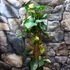 Kép 18/18 - Syngonium podophyllum 'Aurea'