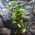 Kép 5/18 - Syngonium podophyllum 'Aurea'