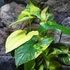 Kép 1/18 - Syngonium podophyllum 'Aurea'