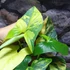 Kép 3/18 - Syngonium podophyllum 'Aurea'