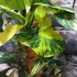 Kép 7/18 - Syngonium podophyllum 'Aurea'