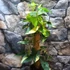 Kép 8/18 - Syngonium podophyllum 'Aurea'