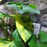 Kép 9/18 - Syngonium podophyllum 'Aurea'