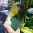 Kép 10/18 - Syngonium podophyllum 'Aurea'