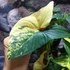 Kép 11/18 - Syngonium podophyllum 'Aurea'