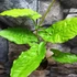 Kép 2/12 - Syngonium steyermarkii