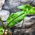 Kép 11/12 - Syngonium steyermarkii