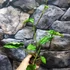 Kép 12/12 - Syngonium steyermarkii