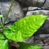 Kép 3/12 - Syngonium steyermarkii