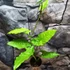 Kép 4/12 - Syngonium steyermarkii