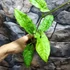 Kép 5/12 - Syngonium steyermarkii