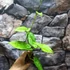 Kép 6/12 - Syngonium steyermarkii