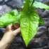Kép 7/12 - Syngonium steyermarkii