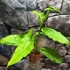Kép 1/12 - Syngonium steyermarkii