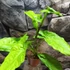 Kép 9/12 - Syngonium steyermarkii