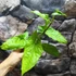 Kép 10/12 - Syngonium steyermarkii