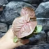 Kép 3/6 - Syngonium 'Neon robusta'