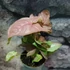 Kép 2/6 - Syngonium 'Neon robusta'