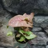 Kép 4/6 - Syngonium 'Neon robusta'