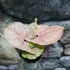 Kép 1/6 - Syngonium 'Neon robusta'