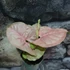 Kép 6/6 - Syngonium 'Neon robusta'
