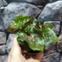 Kép 3/6 - Syngonium 'Maria allusion'