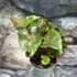 Kép 2/6 - Syngonium 'Maria allusion'